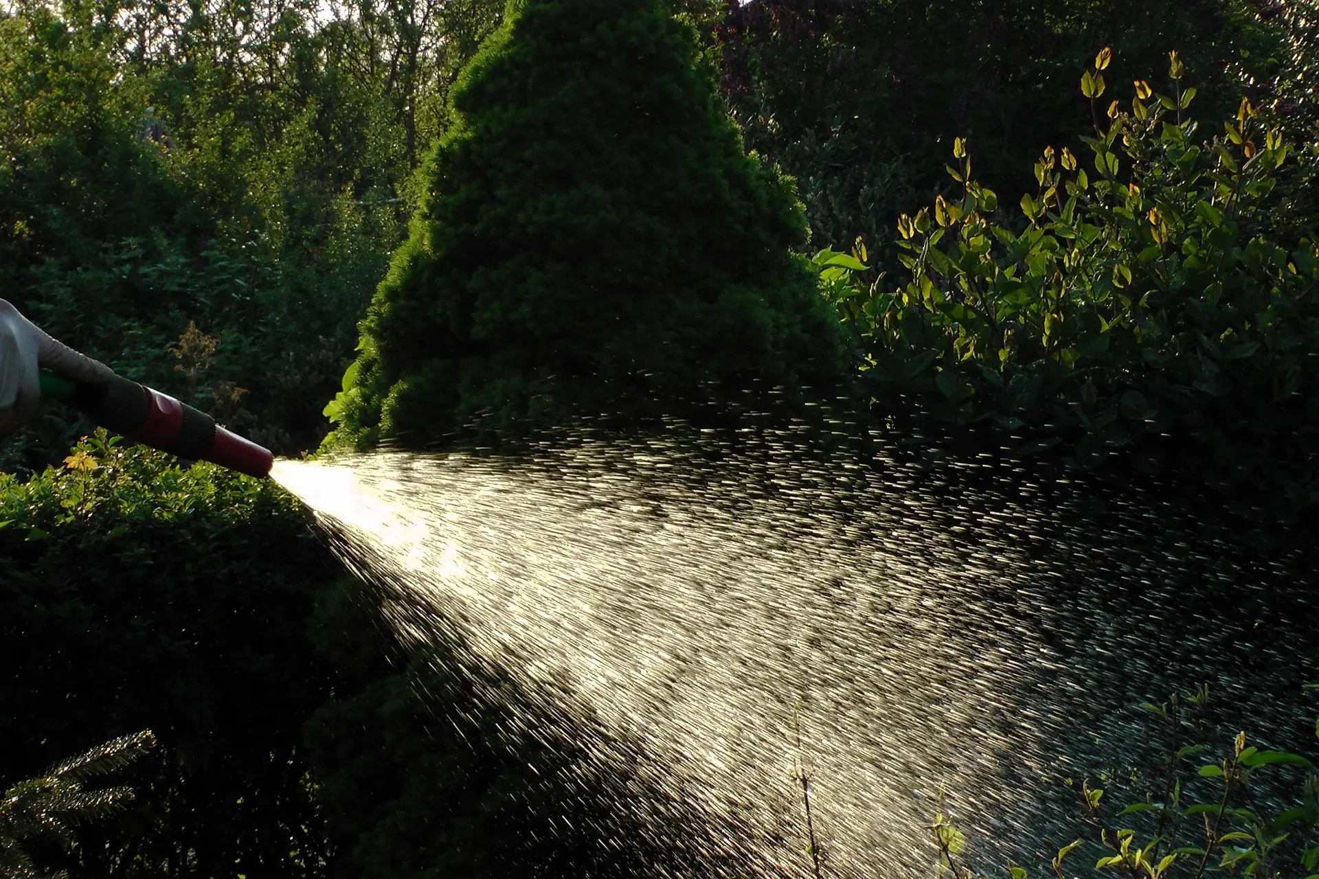 Wasserstrahl aus einem Gartenschlauch, der auf eine Pflanze in einem Garten gerichtet ist.