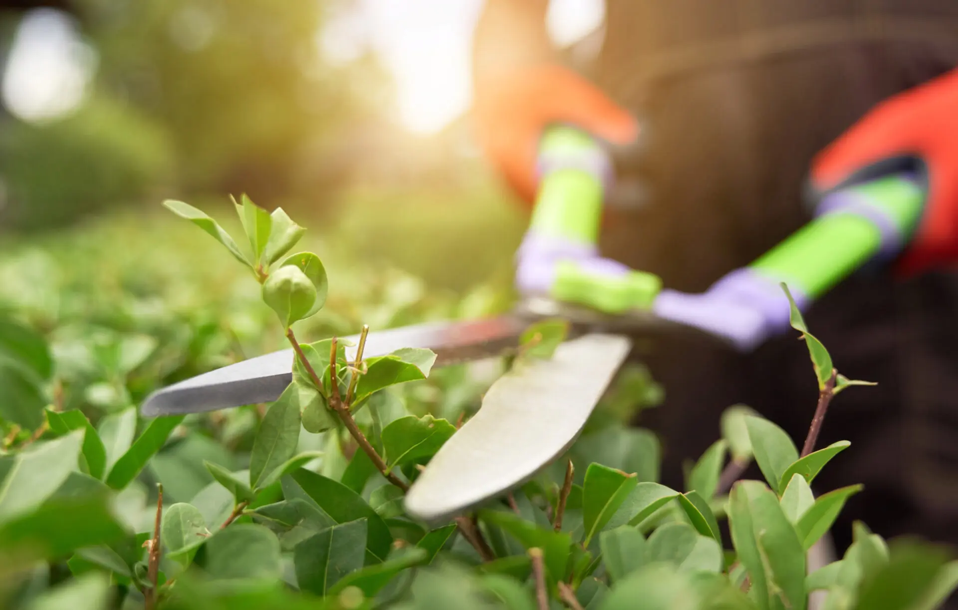 Gartenschneider mit grünen Pflanzen, während jemand mit Handschuhen schneidet.